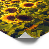 Poster Fleurs du paysage du terrain de tournesol Jaune (Coin)