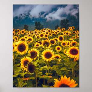 Poster Fleurs du paysage du terrain de tournesol Jaune