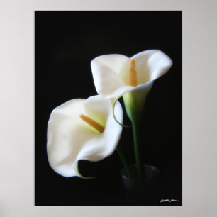 Poster Fleurs élégantes 13 de zantedeschia