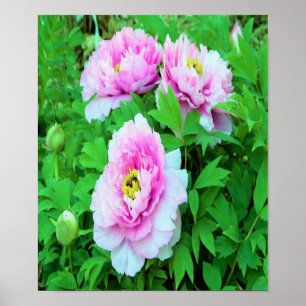 Poster Fleurs élégantes de pivoine arbustive rose avec ce