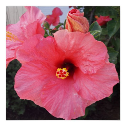Poster Fleurs en Crète Canéenne, Grèce (Devant)