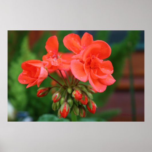 Poster Fleurs et bourgeons (Devant)