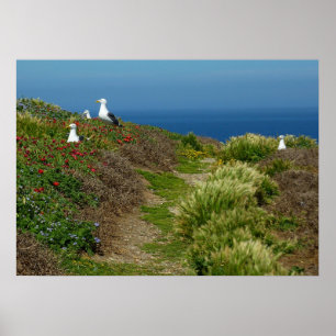 Poster Fleurs et mouettes sur l'île d'Anacapa