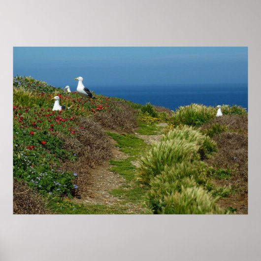 Poster Fleurs et mouettes sur l'île d'Anacapa (Devant)