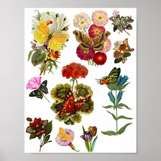 Poster Fleurs et papillons insectes insectes nature plant (Devant)