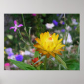 Poster Fleurs éternelles. (Devant)