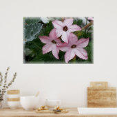 Poster Fleurs étoile Nicotanie (Cuisine)