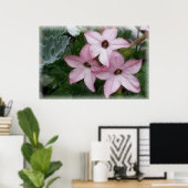 Poster Fleurs étoile Nicotanie (Bureau à domicile)