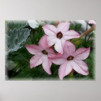 Poster Fleurs étoile Nicotanie