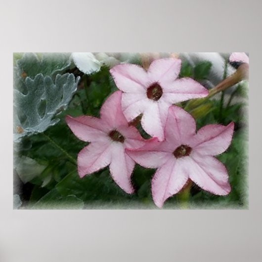 Poster Fleurs étoile Nicotanie (Devant)