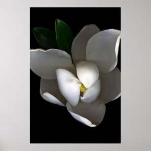 Poster Fleurs Fleur de Magnolia blanc unique