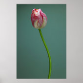 Poster Fleurs | Fleur de tulipe unique (Devant)