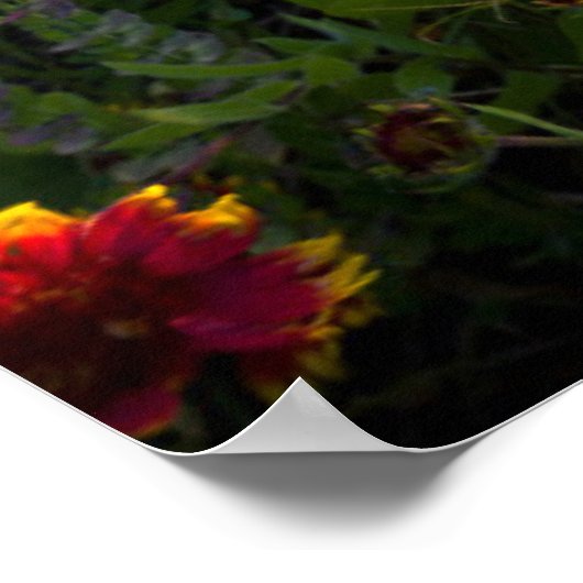 Poster Fleurs | Fleur sauvage indien Texas (Coin)