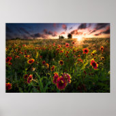 Poster Fleurs | Fleur sauvage indien Texas (Devant)