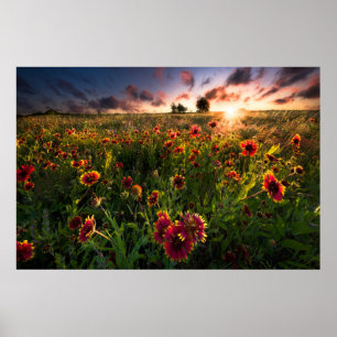 Poster Fleurs   Fleur sauvage indien Texas