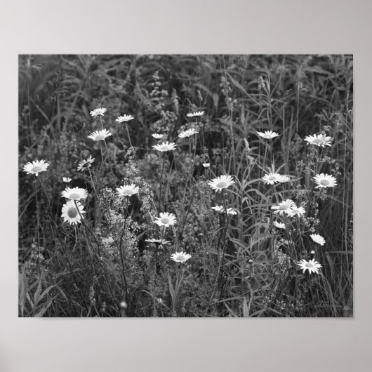 Poster Fleurs Fleurs Fleurs Noir Blanc Imprimer (Devant)