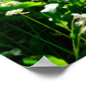 Poster Fleurs | Fleurs sauvages blancs en forêt (Coin)