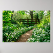 Poster Fleurs | Fleurs sauvages blancs en forêt (Devant)
