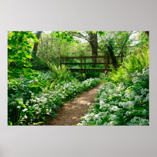 Poster Fleurs   Fleurs sauvages blancs en forêt