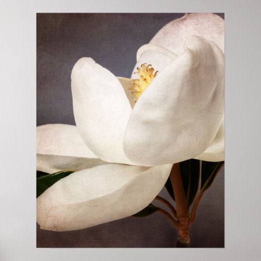 Poster Fleurs florales de Magnolia blanc Gris (Devant)
