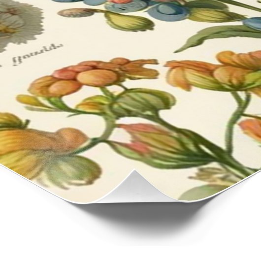 Poster Fleurs florales vintages (Coin)