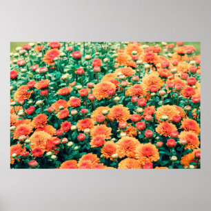 Poster Fleurs florissantes dans un jardin automne, arrièr