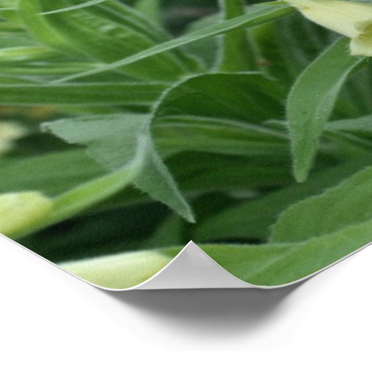 Poster Fleurs Foxglove Blanches crémeuses #2 (Coin)