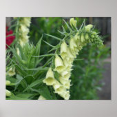 Poster Fleurs Foxglove Blanches crémeuses #2 (Devant)