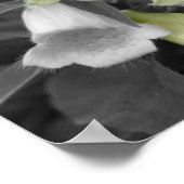 Poster Fleurs Foxglove Couleur partielle (Coin)