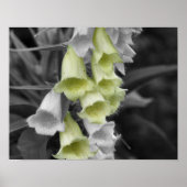 Poster Fleurs Foxglove Couleur partielle (Devant)