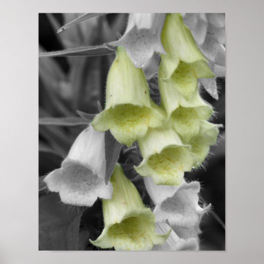 Poster Fleurs Foxglove Couleur partielle (Devant)