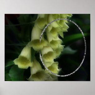Poster Fleurs Foxglove Intense Ajouter Votre Photo
