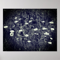 Fleurs Fraîches Sauvages Noir Et Blanc