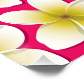Poster Fleurs frangipani/Plumeria (Coin)
