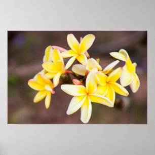 Poster Fleurs frangipaniennes jaunes
