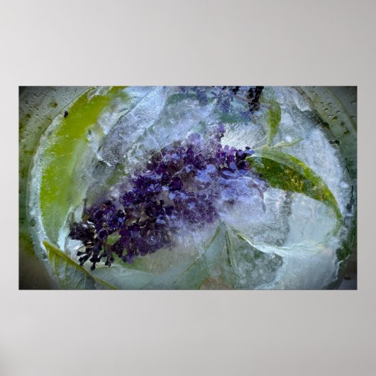 Poster Fleurs Gelées (Devant)