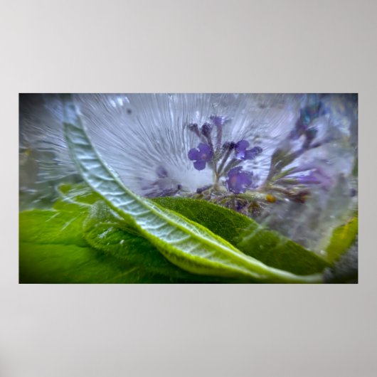 Poster Fleurs Gelées (Devant)