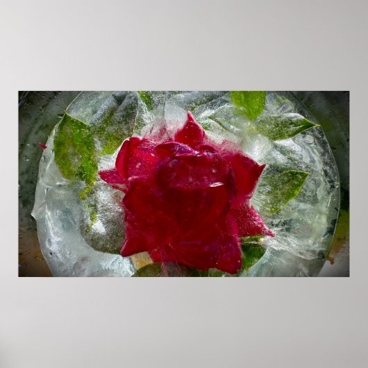 Poster Fleurs Gelées (Devant)