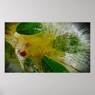 Poster Fleurs Gelées