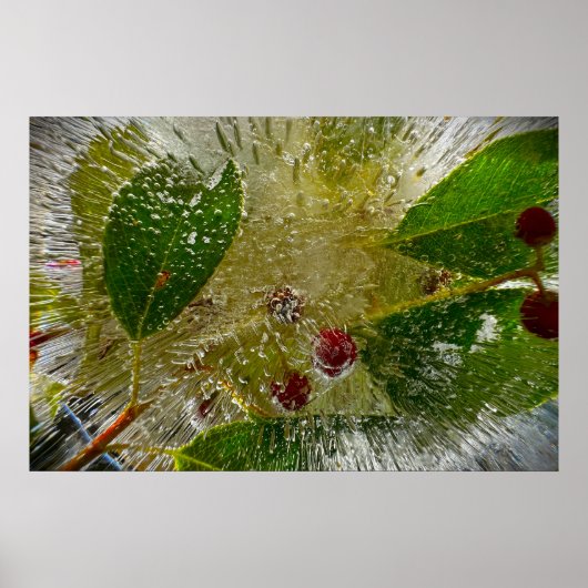 Poster Fleurs Gelées (Devant)