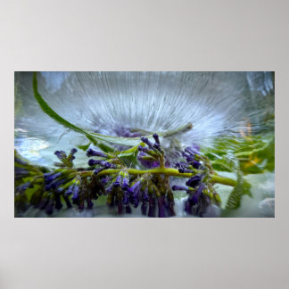 Poster Fleurs Gelées