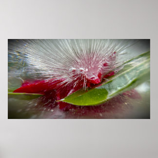 Poster Fleurs Gelées