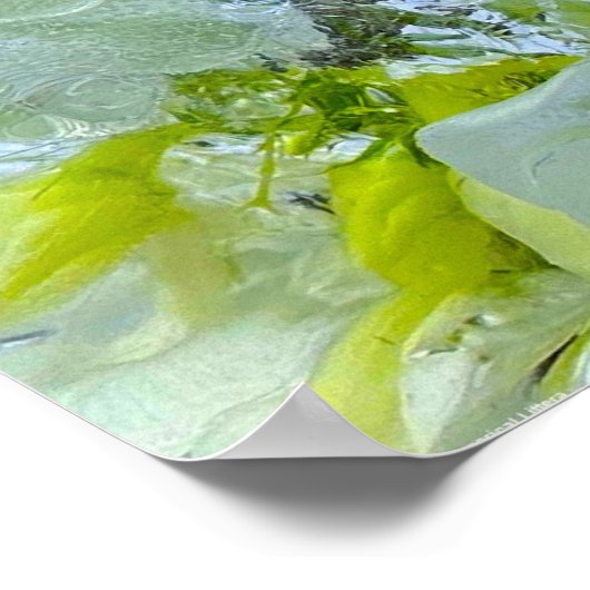 Poster Fleurs glacées, (Coin)