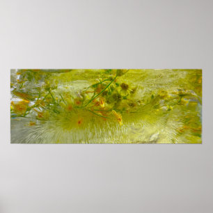 Poster Fleurs glacées,