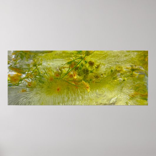 Poster Fleurs glacées, (Devant)