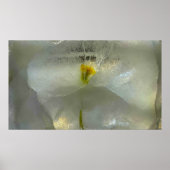 Poster Fleurs glacées, (Devant)