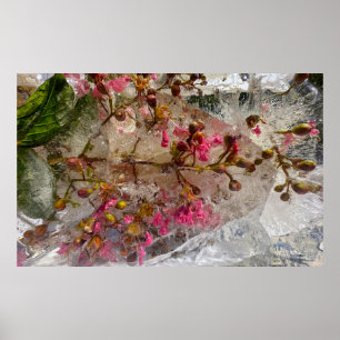 Poster Fleurs glacées,