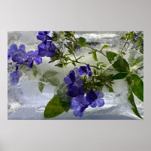 Poster Fleurs glacées, (Devant)