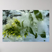 Poster Fleurs glacées, (Devant)