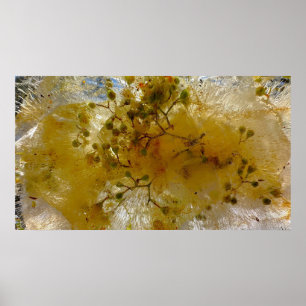 Poster Fleurs glacées,